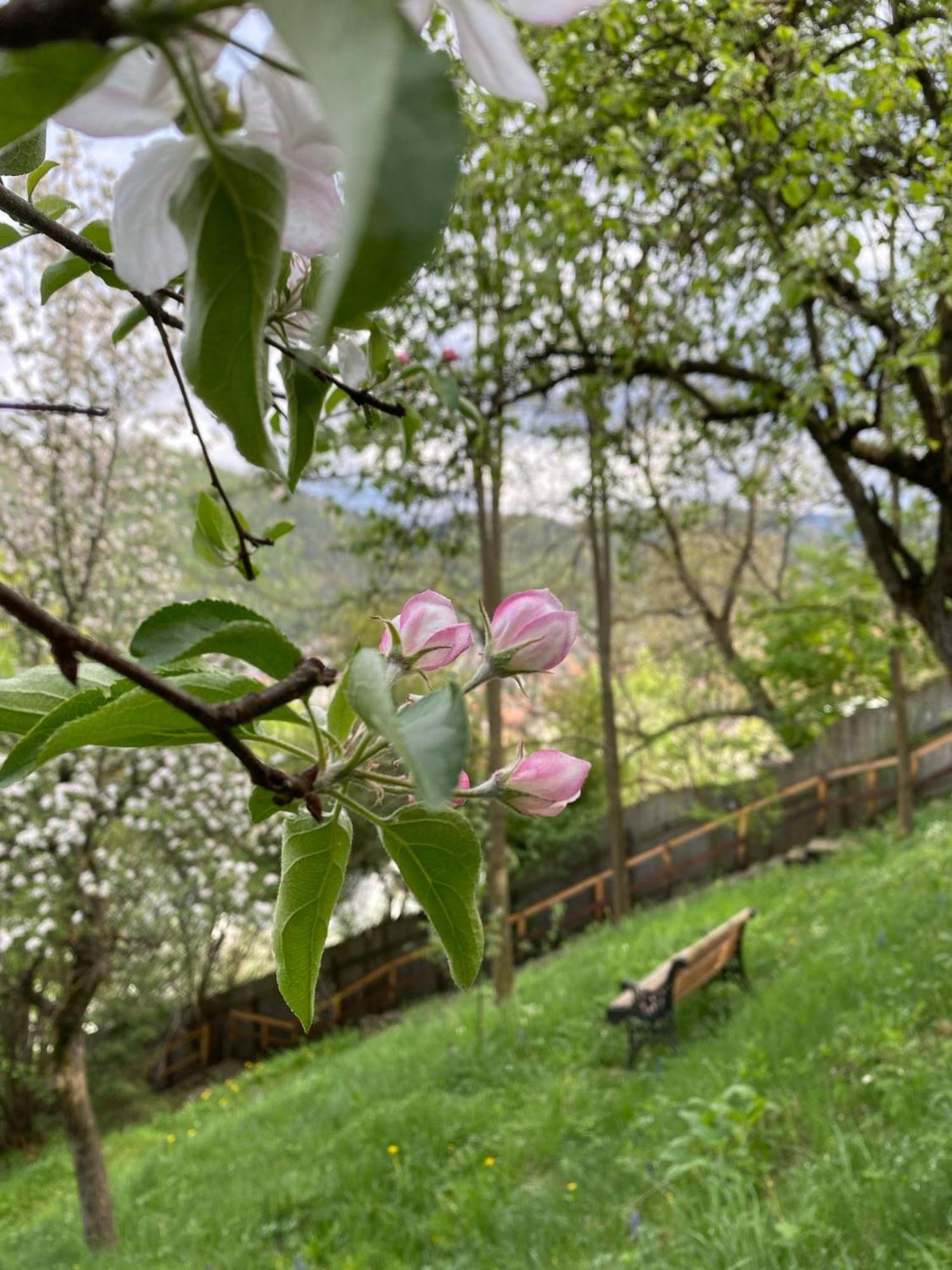 Skay Loft Bed & Breakfast Braşov Dış mekan fotoğraf